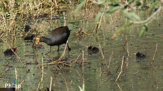 Dusky Moorhen - ML643636670