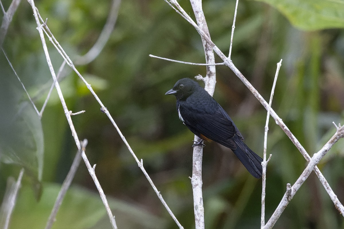 Fulvous-crested Tanager - ML643636679