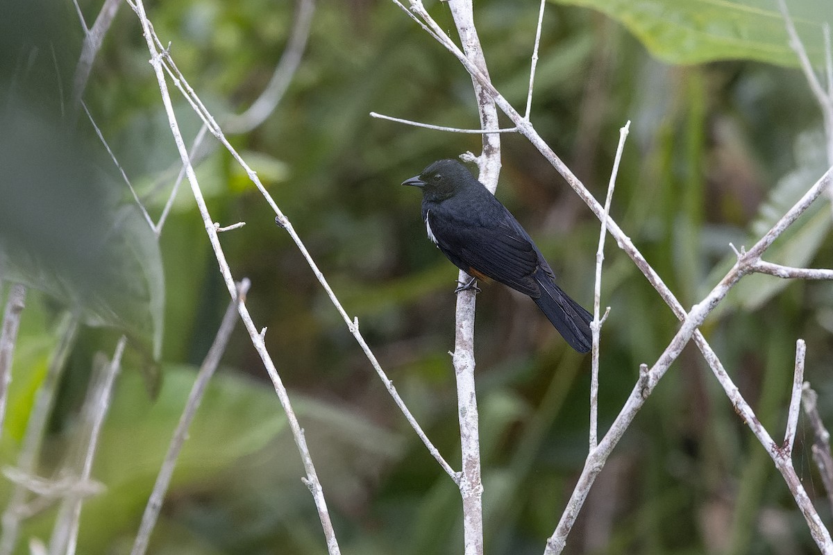 Fulvous-crested Tanager - ML643636680