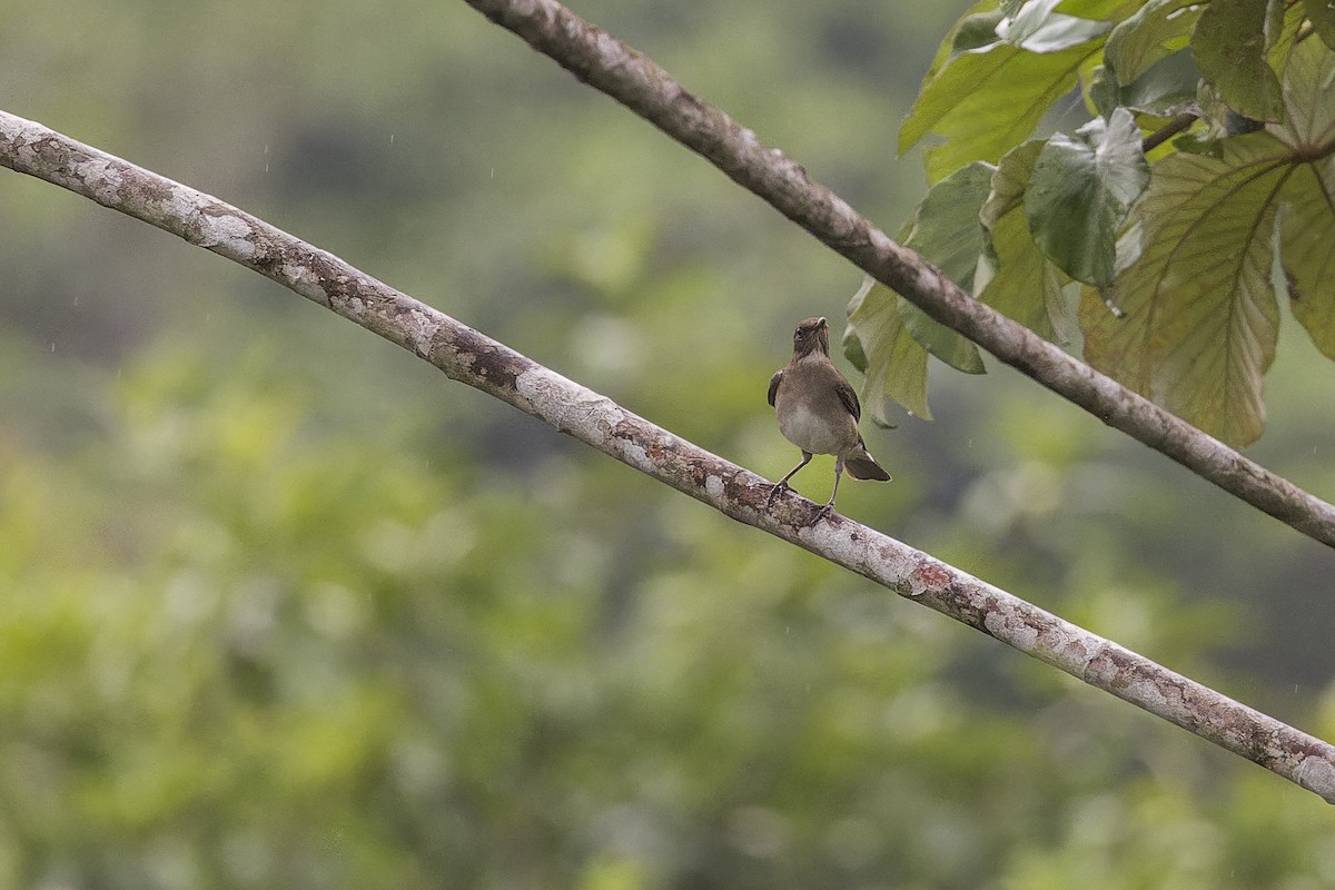 Black-billed Thrush - ML643636683