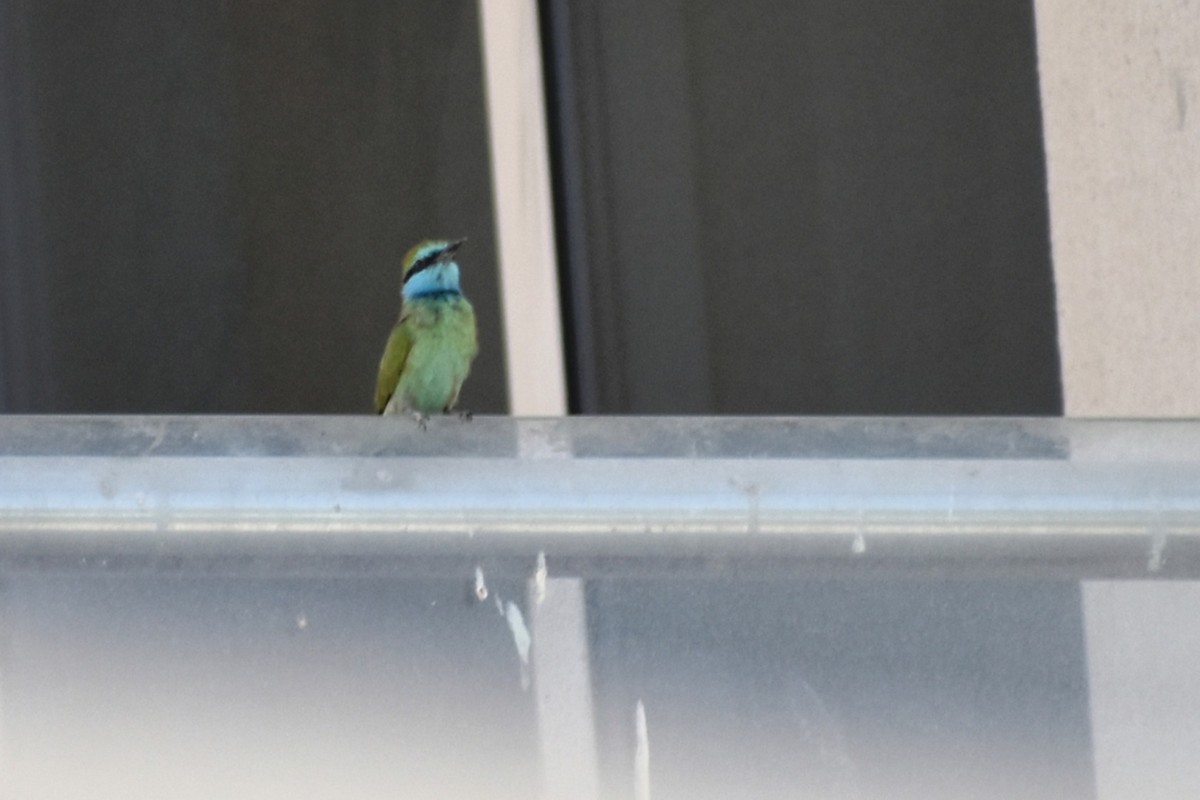 Arabian Green Bee-eater - ML643636710