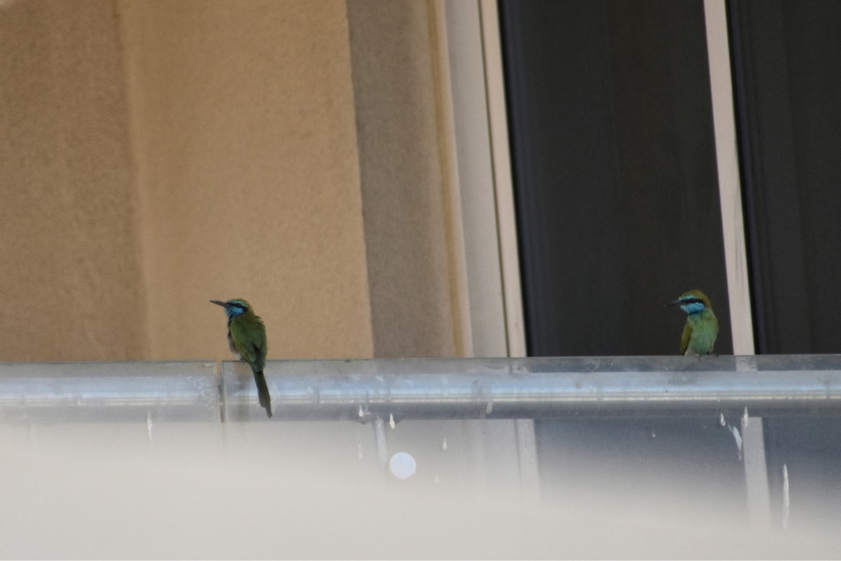 Arabian Green Bee-eater - ML643636711
