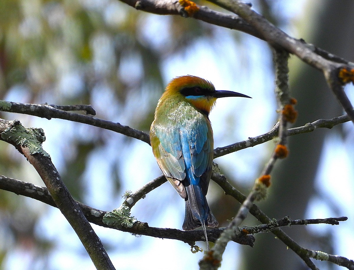 Abejaruco Australiano - ML643636715