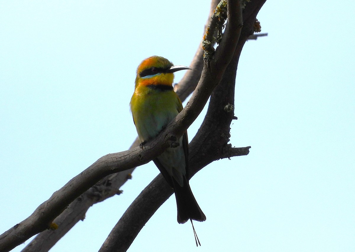 Abejaruco Australiano - ML643636718