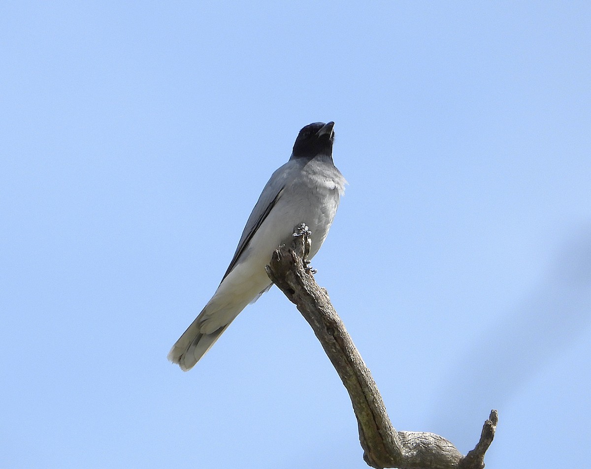 Black-faced Cuckooshrike - ML643636719