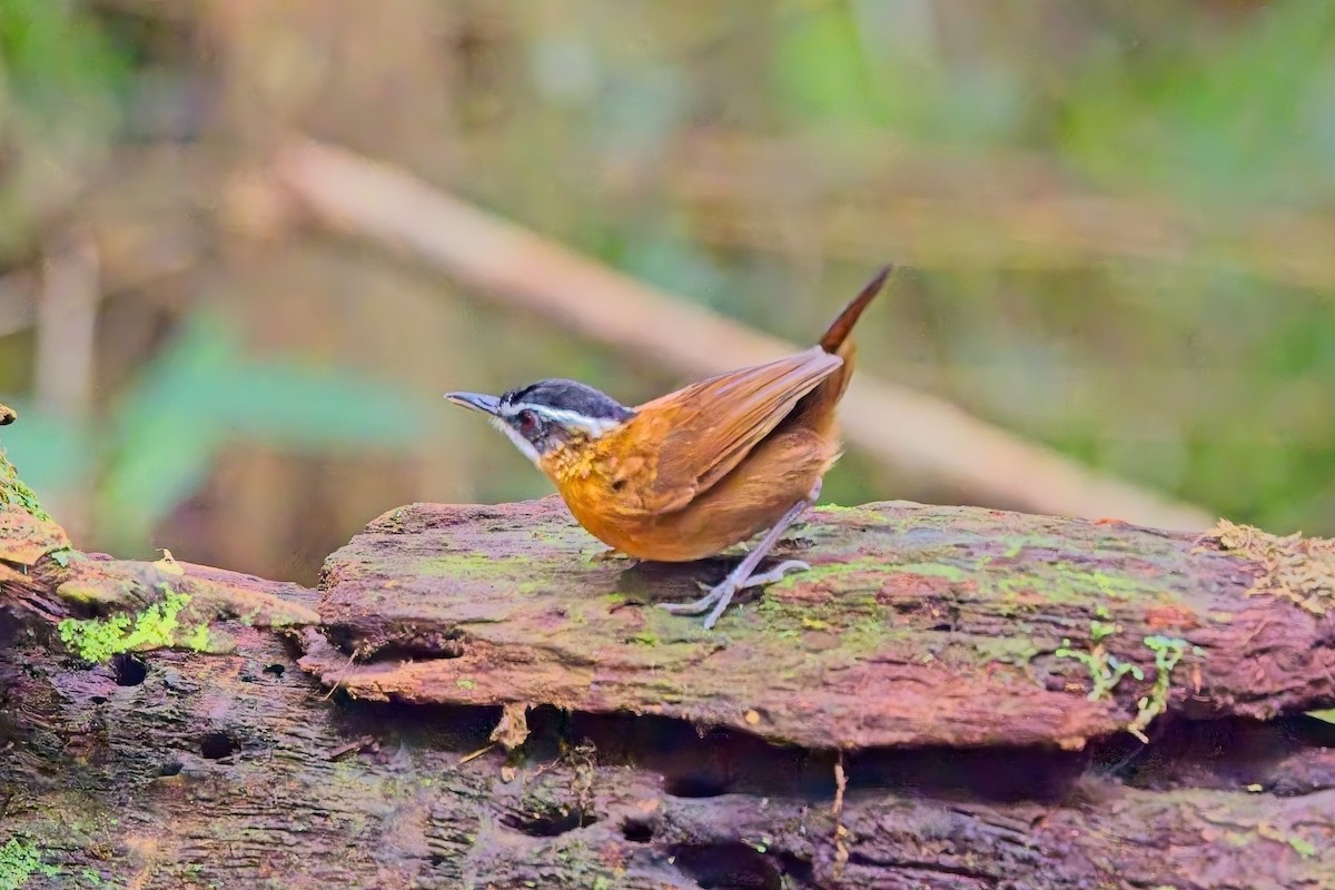 Bornean Black-capped Babbler - ML643636723