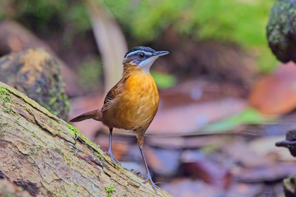 Bornean Black-capped Babbler - ML643636724