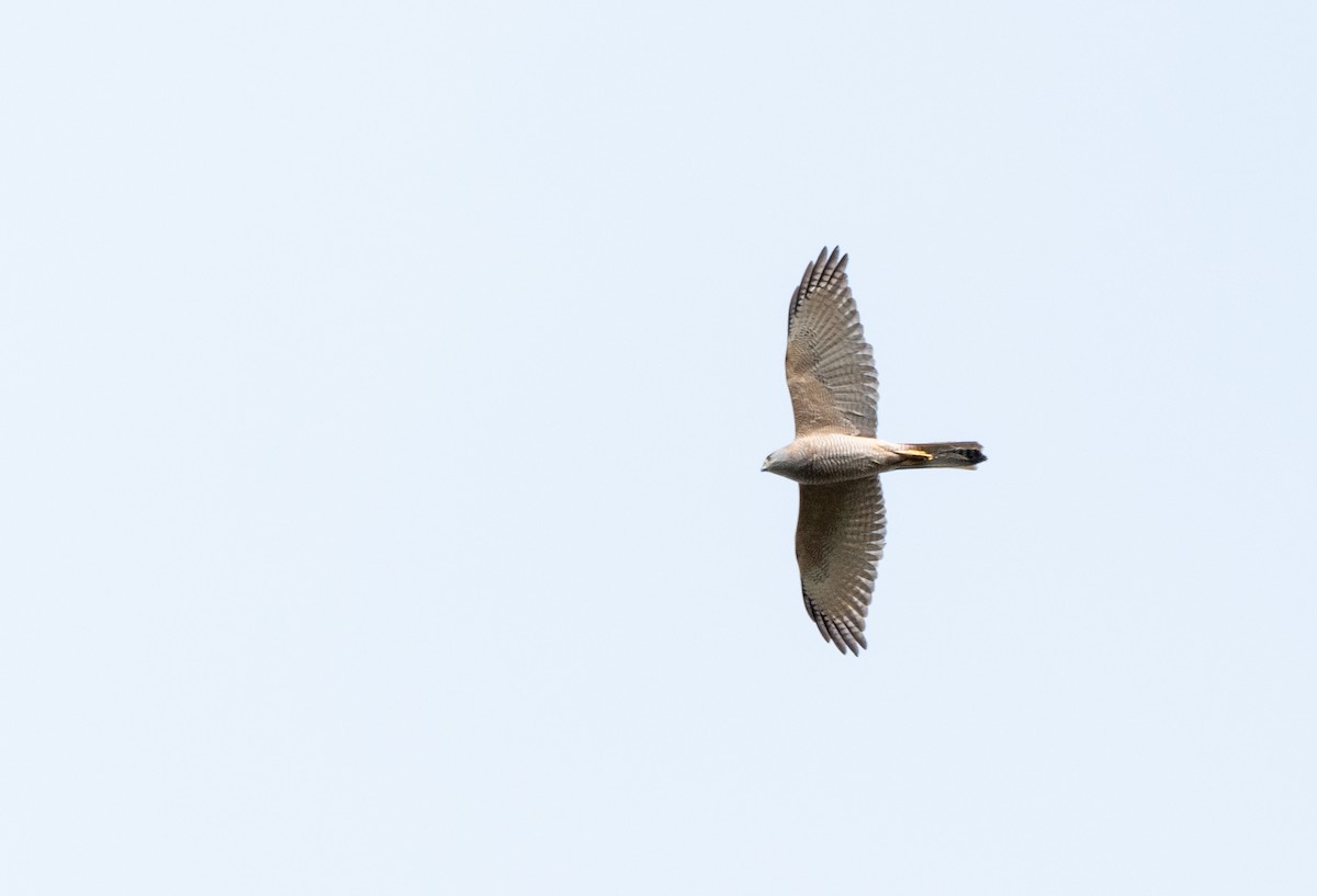 Collared Sparrowhawk - ML643636731