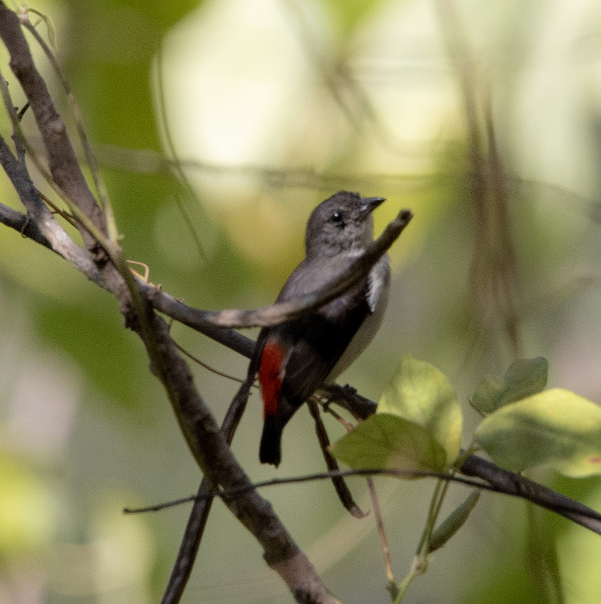 Red-chested Flowerpecker - ML643636734