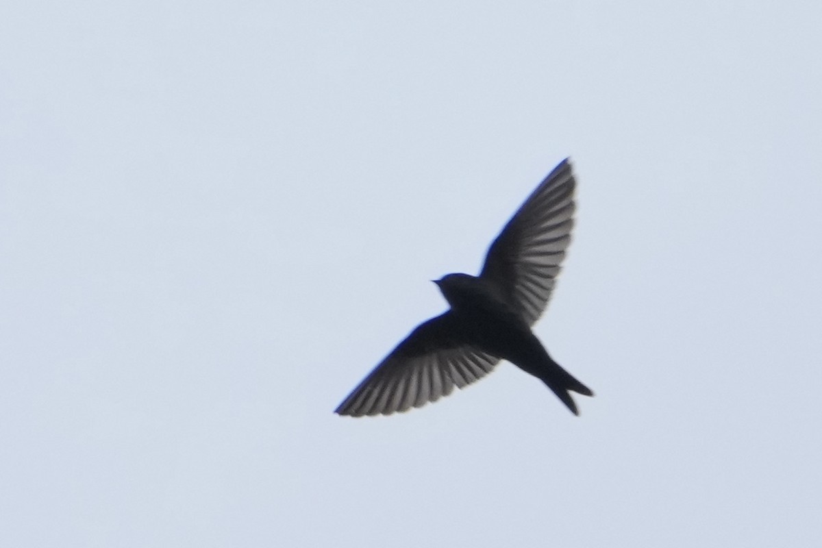 Brown-bellied Swallow - ML643636744