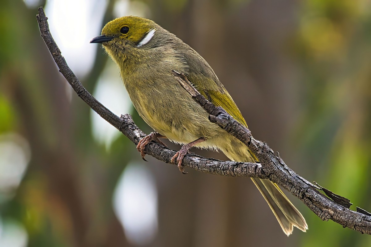 White-plumed Honeyeater - ML643636755
