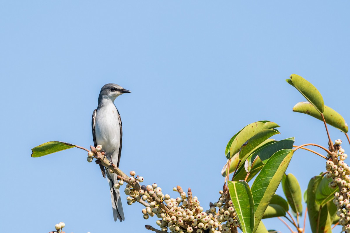 Minivet Ceniciento - ML643636764