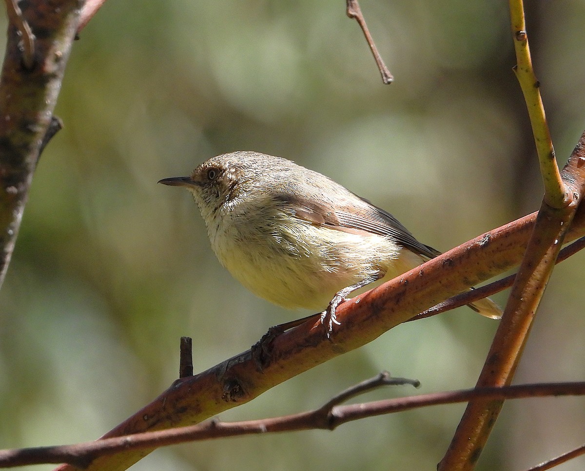 Buff-rumped Thornbill - ML643636768