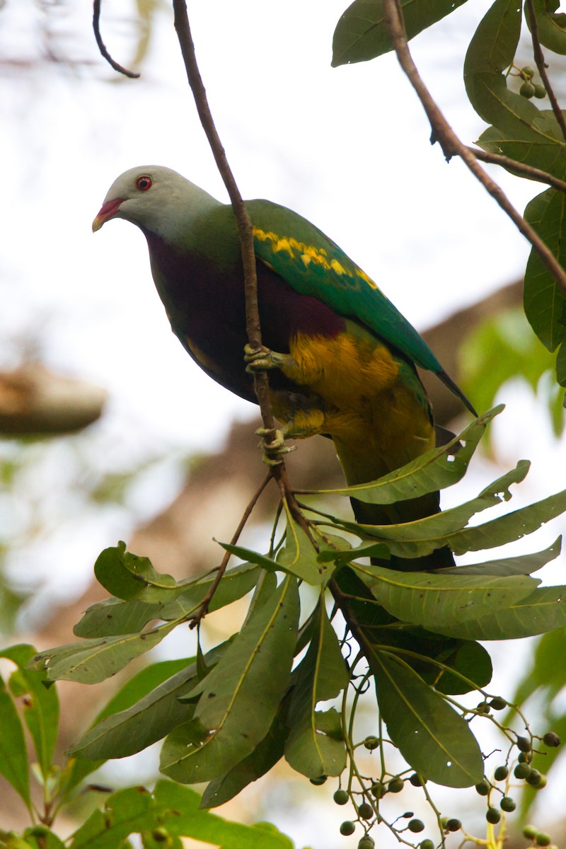 Wompoo Fruit-Dove - ML643636772