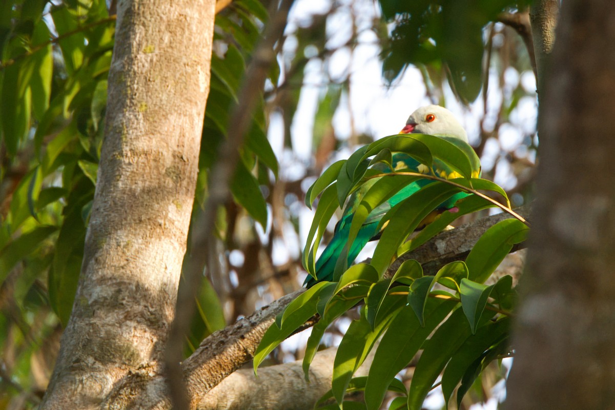 Wompoo Fruit-Dove - ML643636773