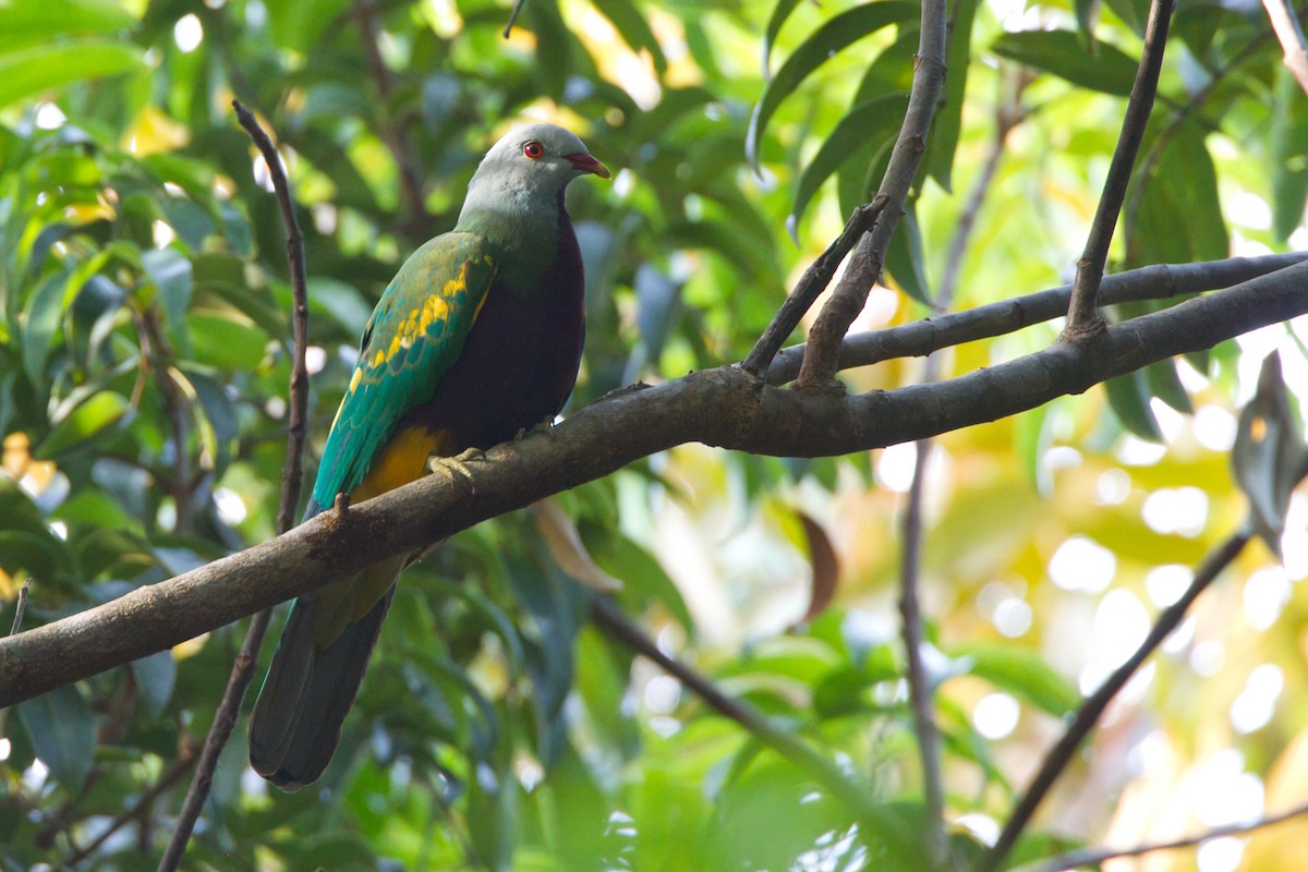 Wompoo Fruit-Dove - ML643636774