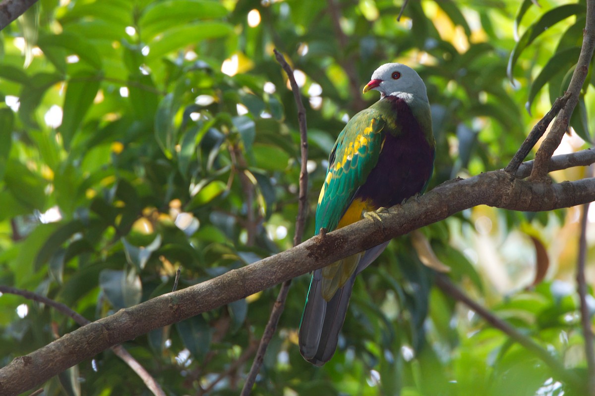 Wompoo Fruit-Dove - ML643636775