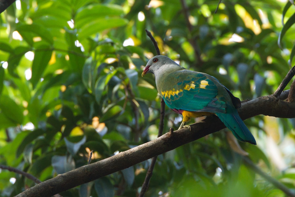 Wompoo Fruit-Dove - ML643636776