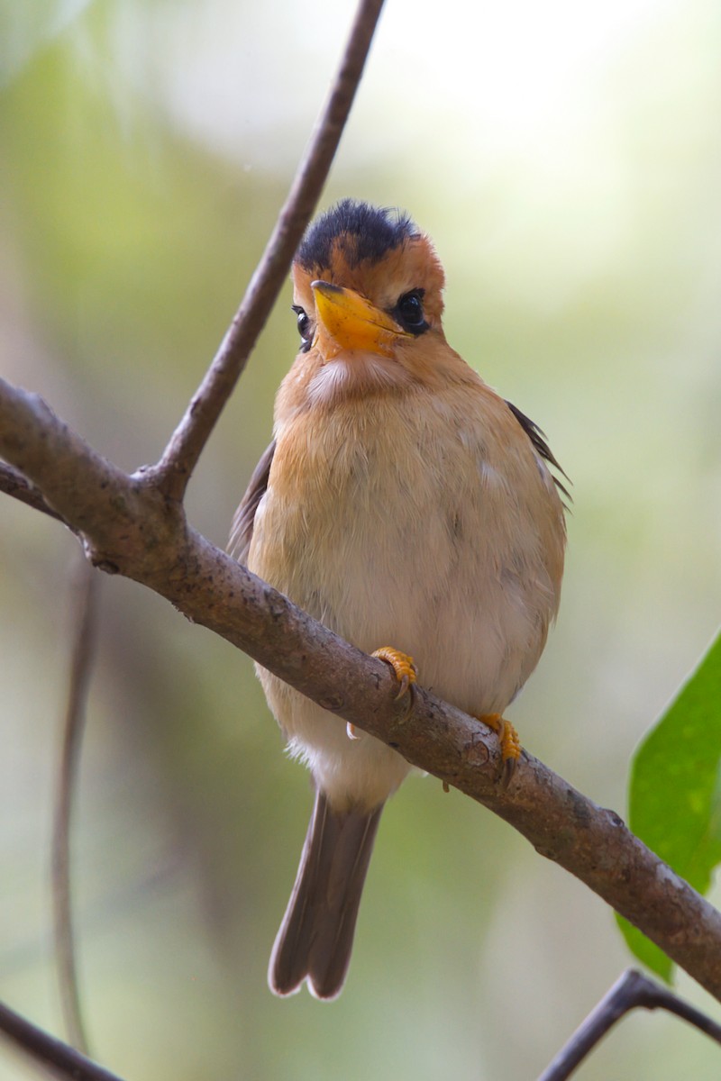 Yellow-billed Kingfisher - ML643636777
