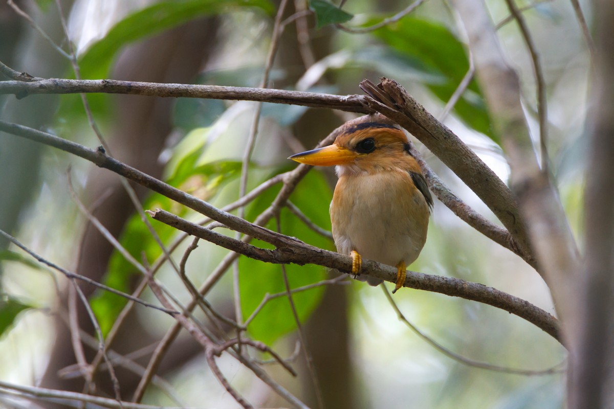 Yellow-billed Kingfisher - ML643636778