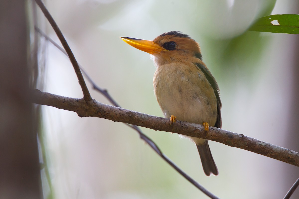 Yellow-billed Kingfisher - ML643636779