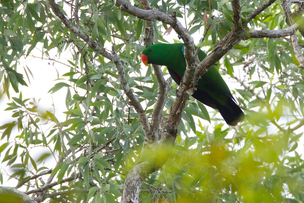 Papuan Eclectus - ML643636785