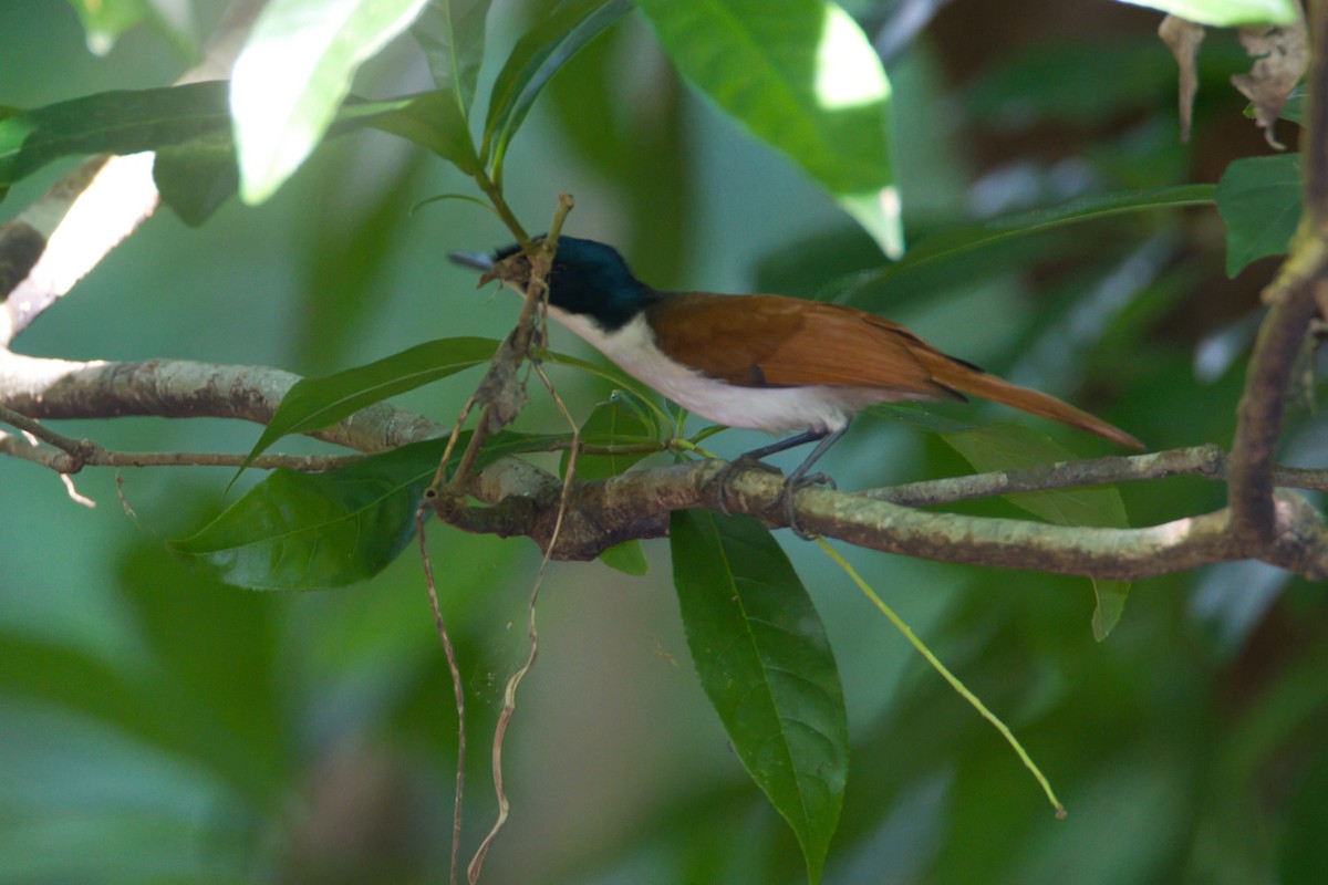 Shining Flycatcher - ML643636786