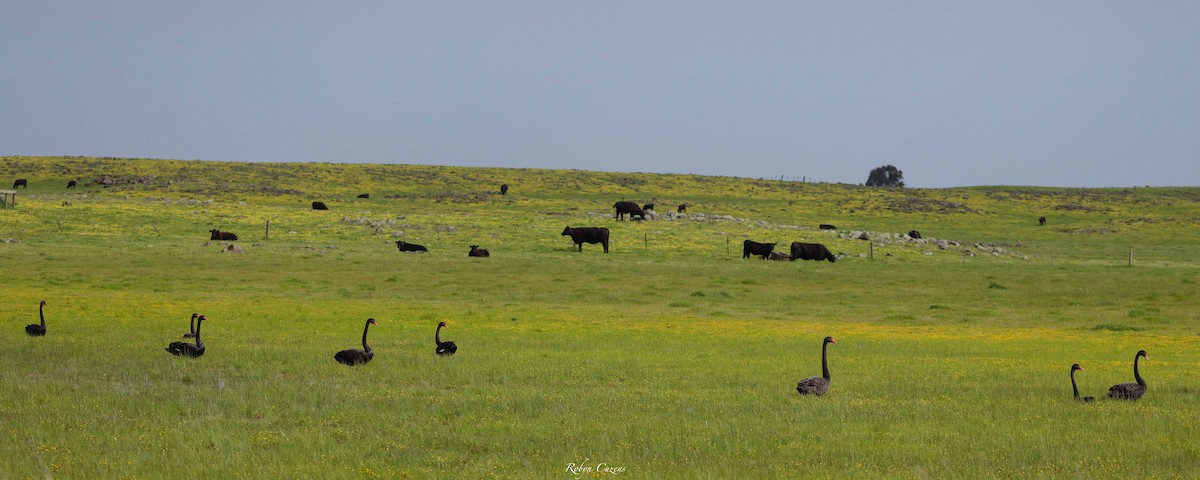 Black Swan - ML643636811