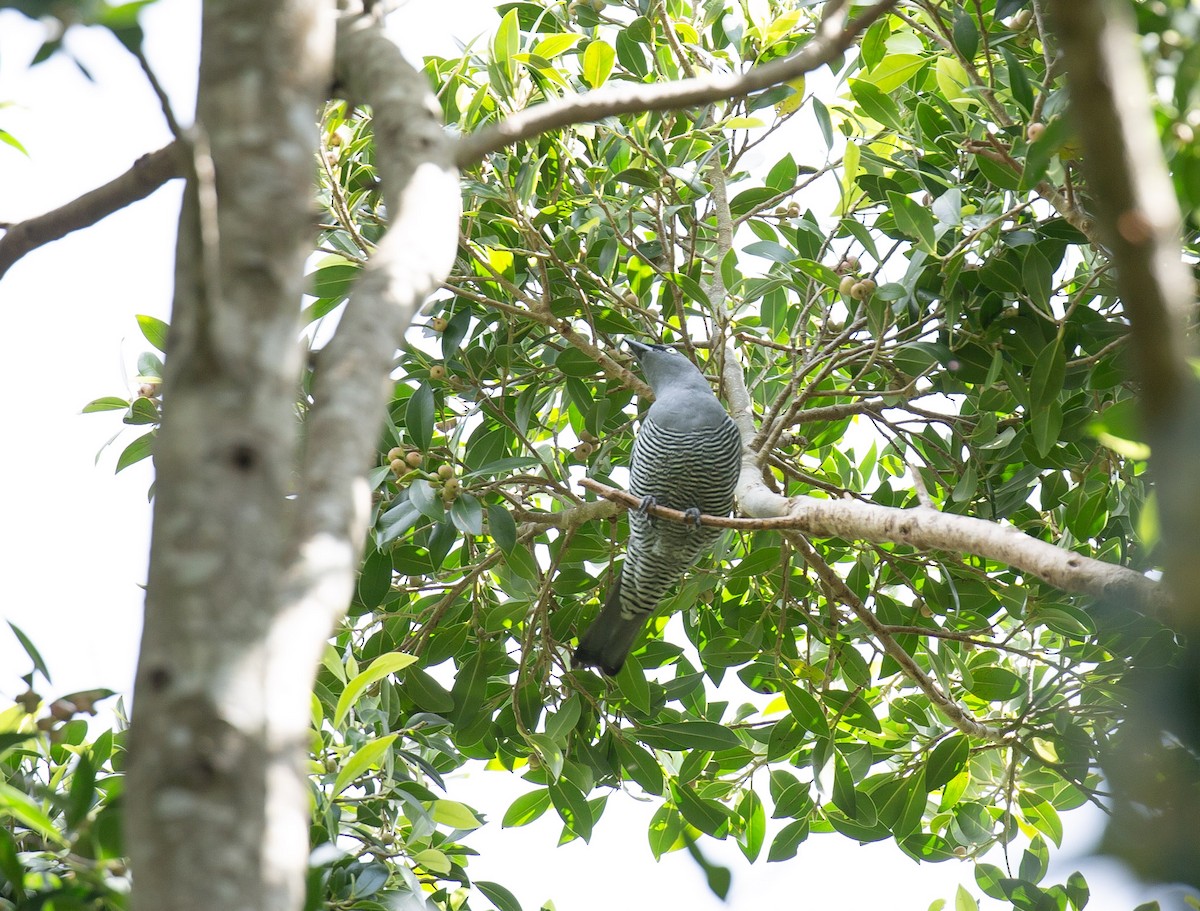 Barred Cuckooshrike - ML643636815