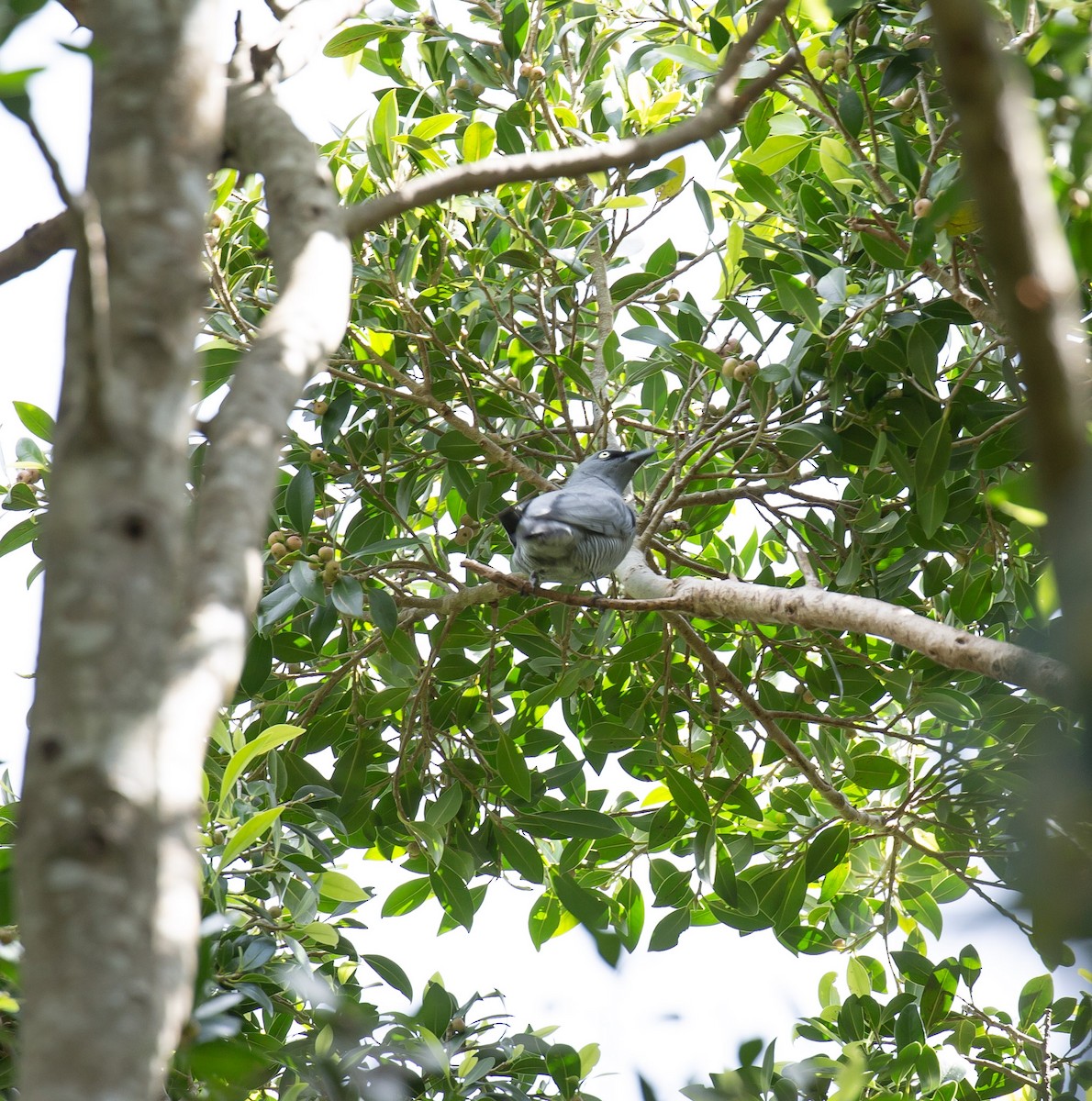 Barred Cuckooshrike - ML643636816