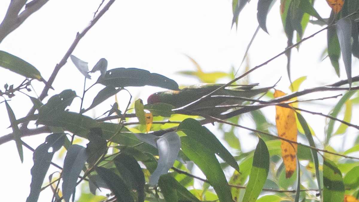 rødmaskelori - ML643636831