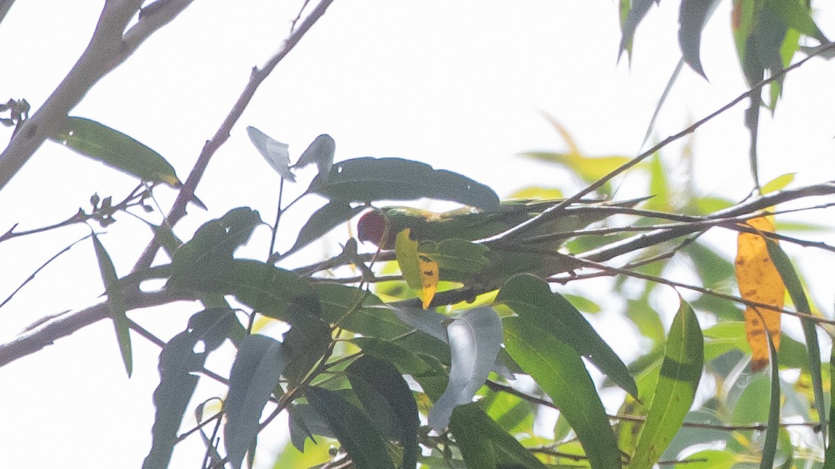 rødmaskelori - ML643636832