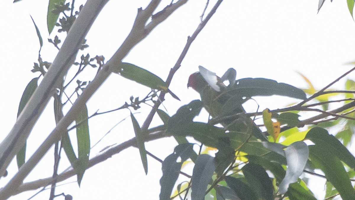 rødmaskelori - ML643636833