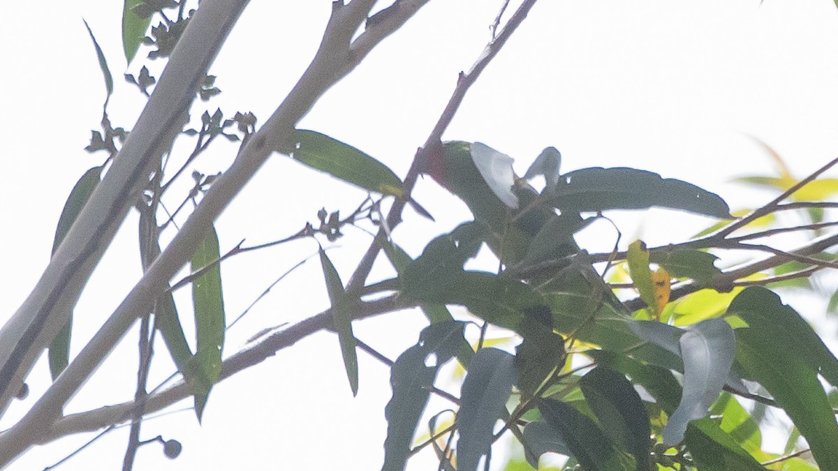 rødmaskelori - ML643636834