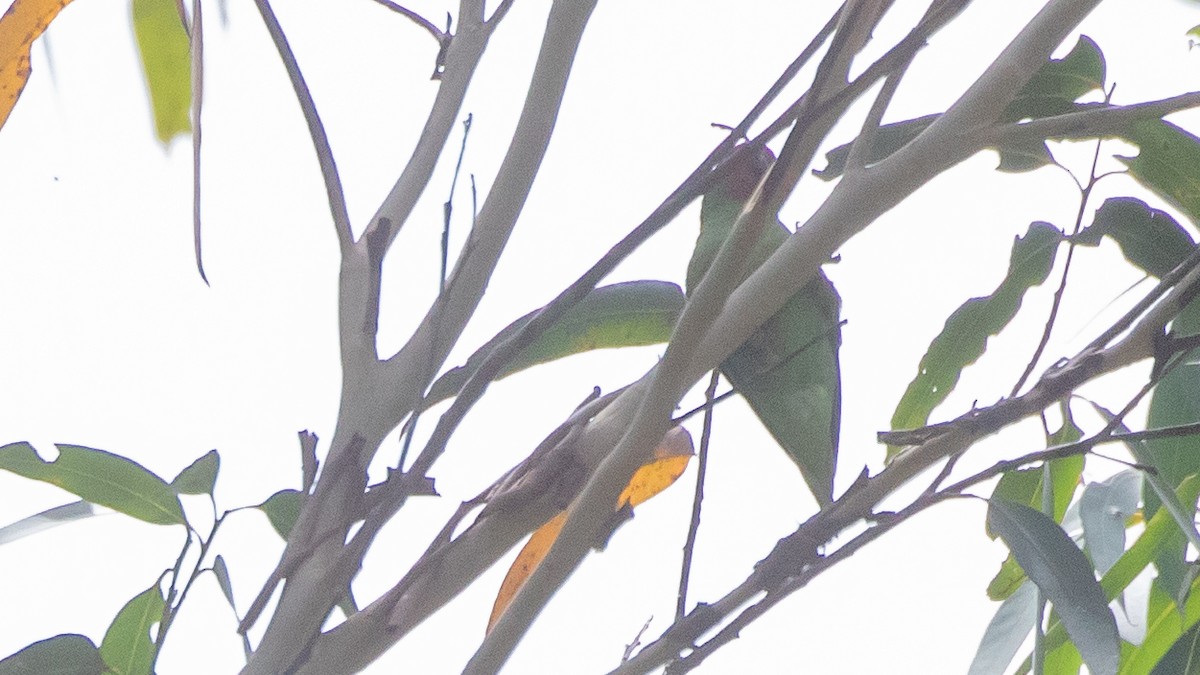 rødmaskelori - ML643636835