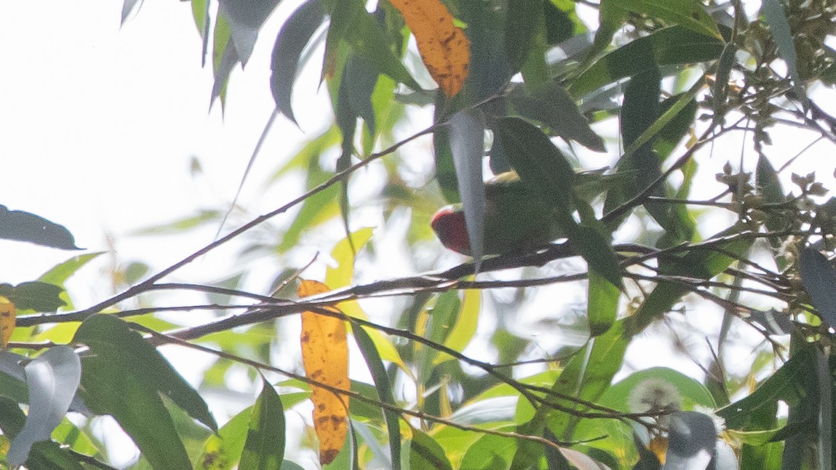 rødmaskelori - ML643636836