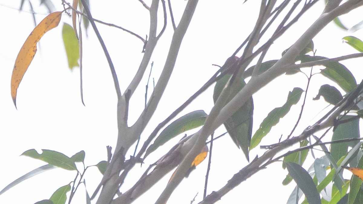 rødmaskelori - ML643636837