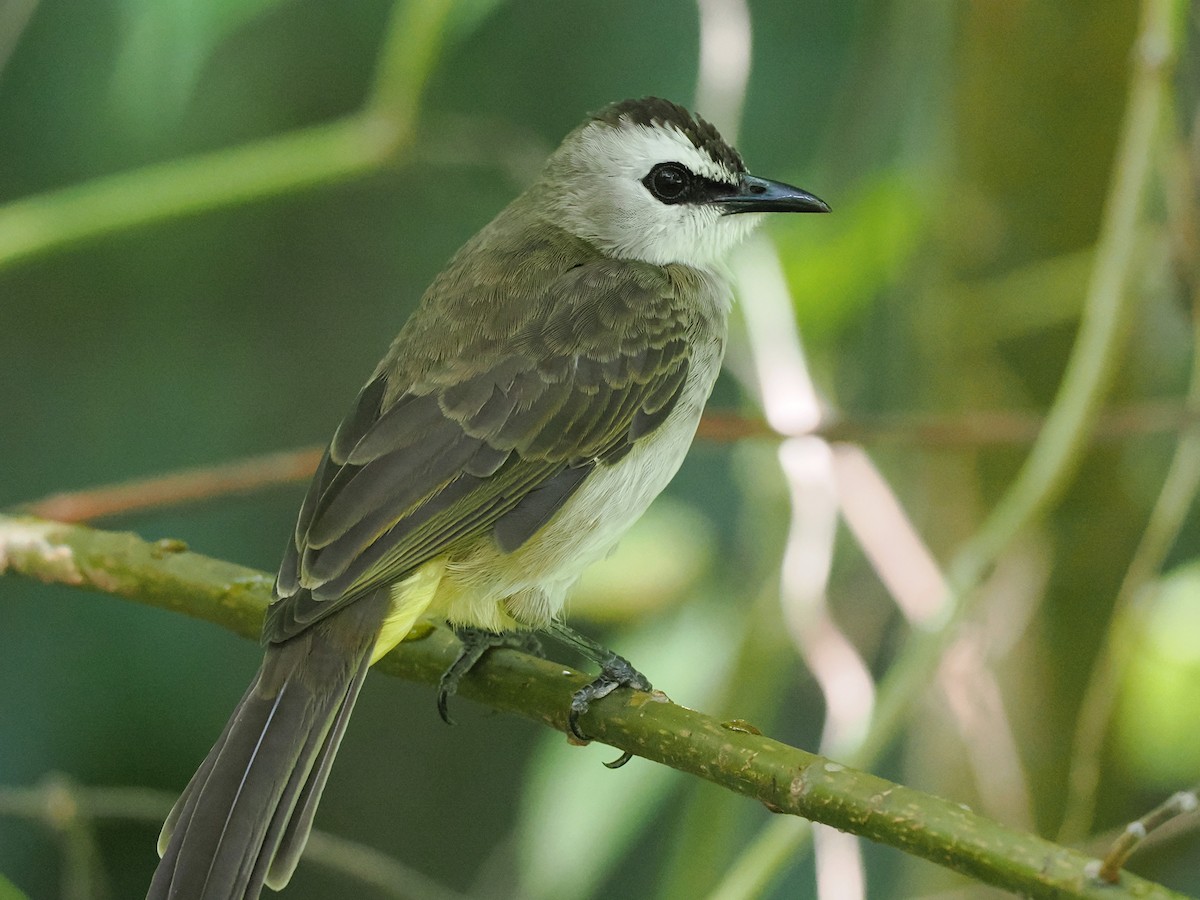 Yellow-vented Bulbul - ML643636857