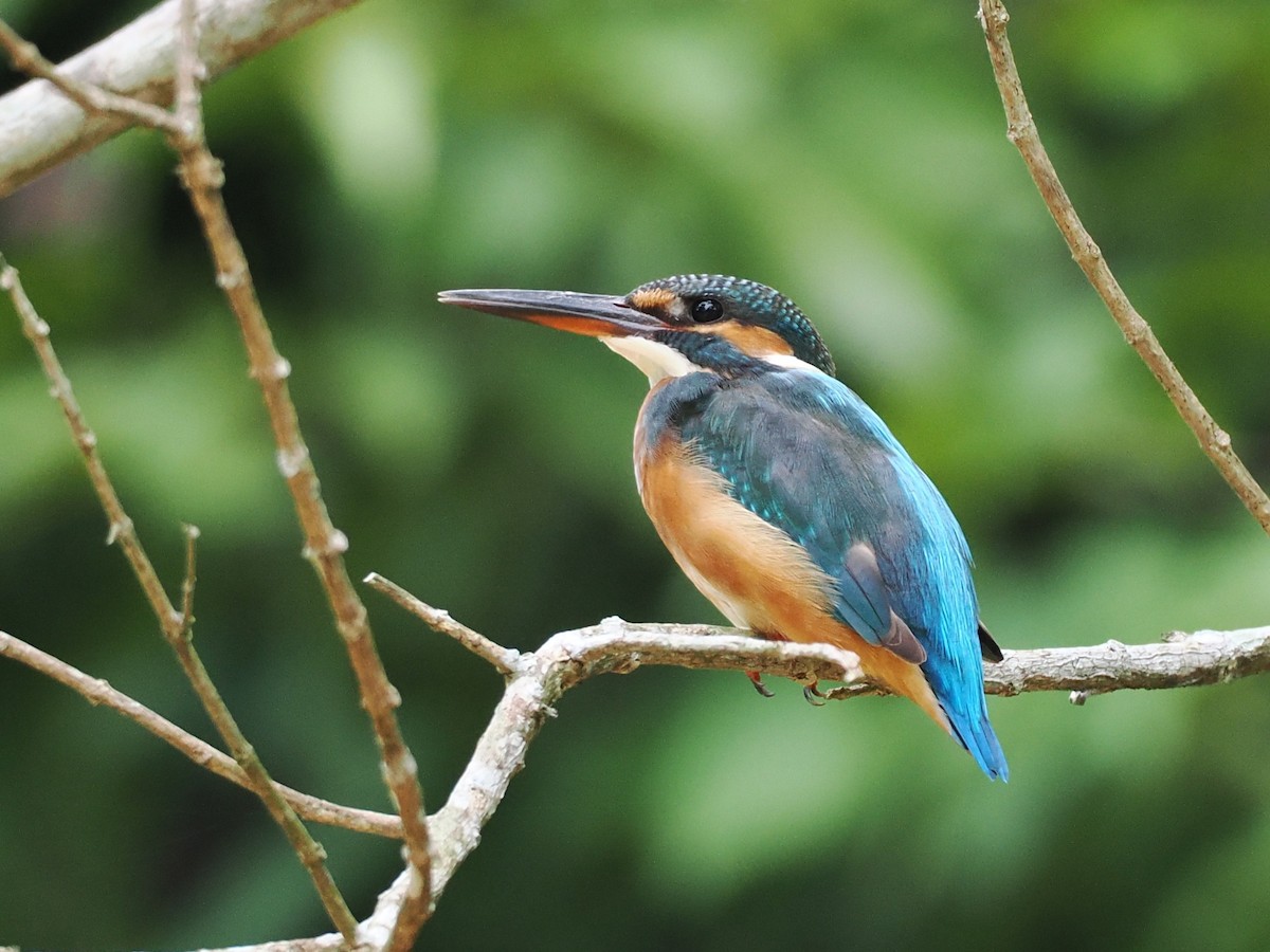 Common Kingfisher - ML643636872