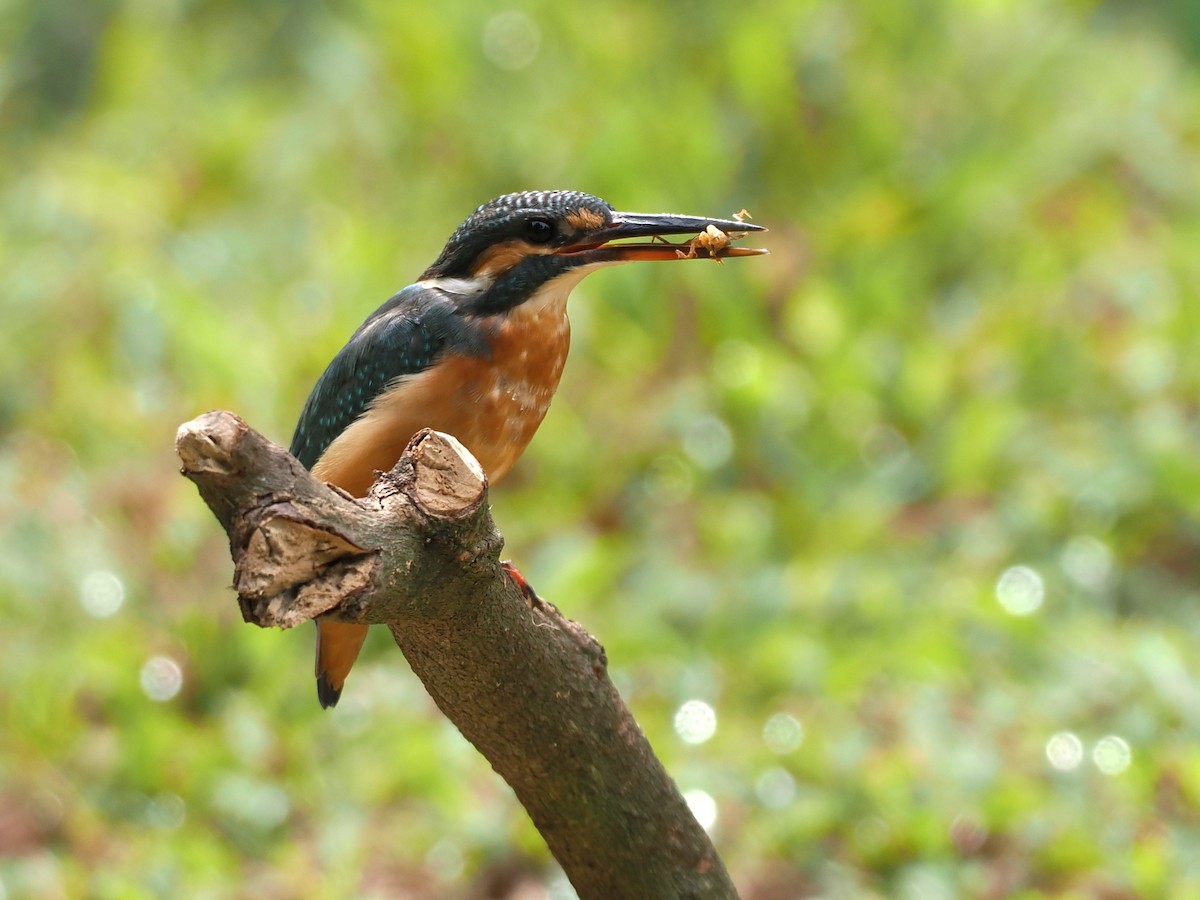 Common Kingfisher - ML643636873