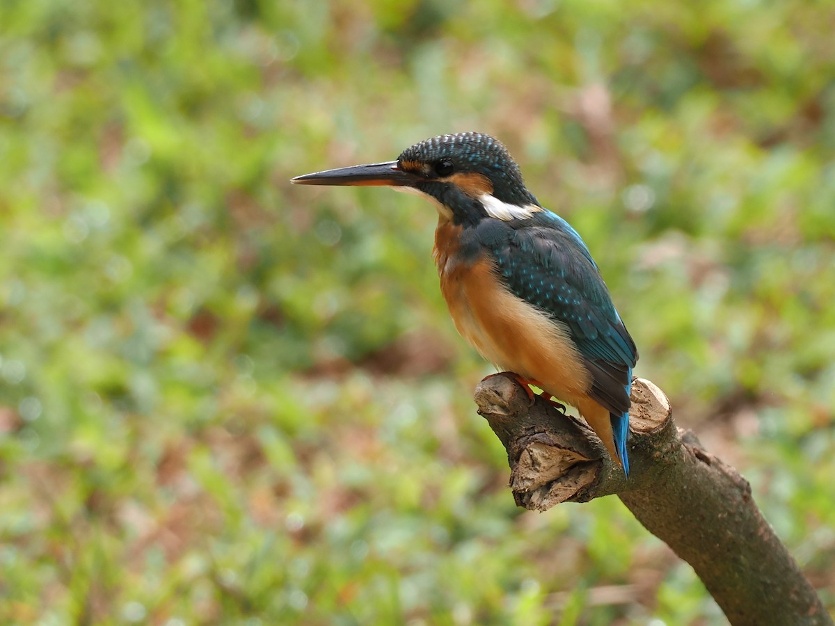 Common Kingfisher - ML643636874