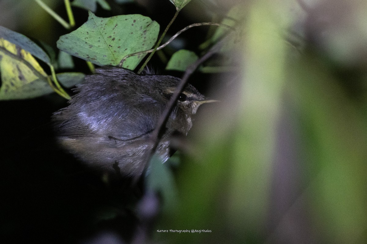 Dusky Warbler - ML643636875