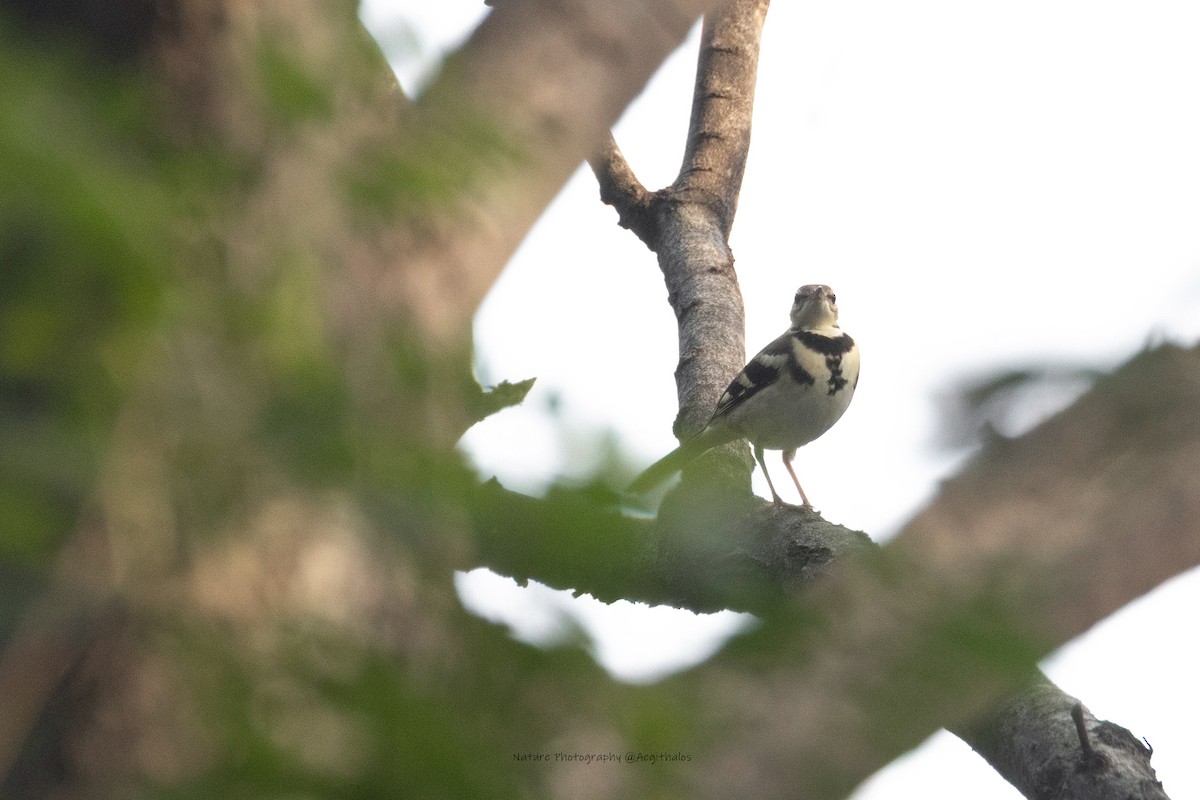イワミセキレイ - ML643636895