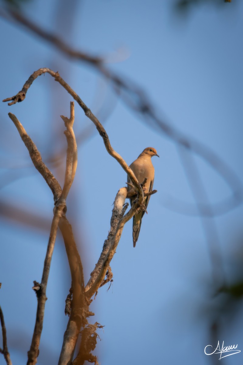Mourning Dove - ML643636900