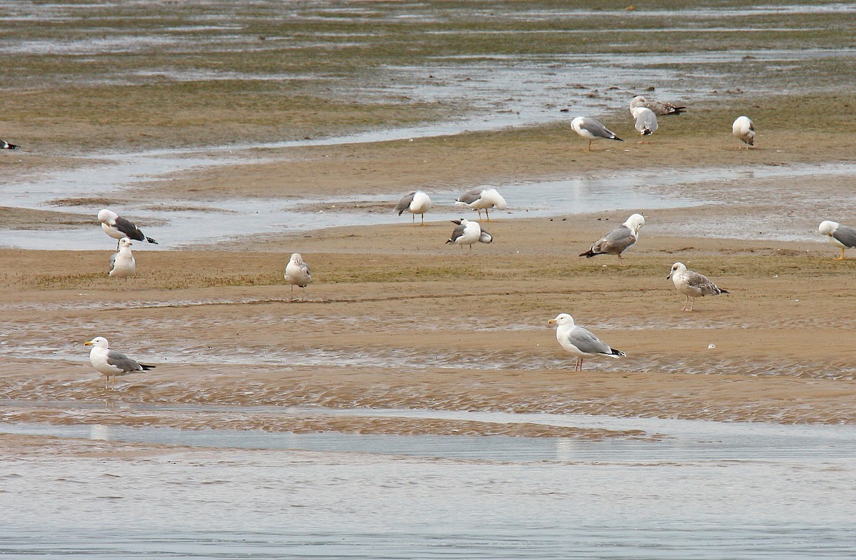 European Herring Gull - ML643636903