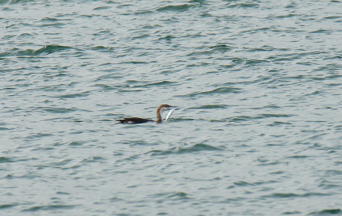 Arctic Loon - ML643636906