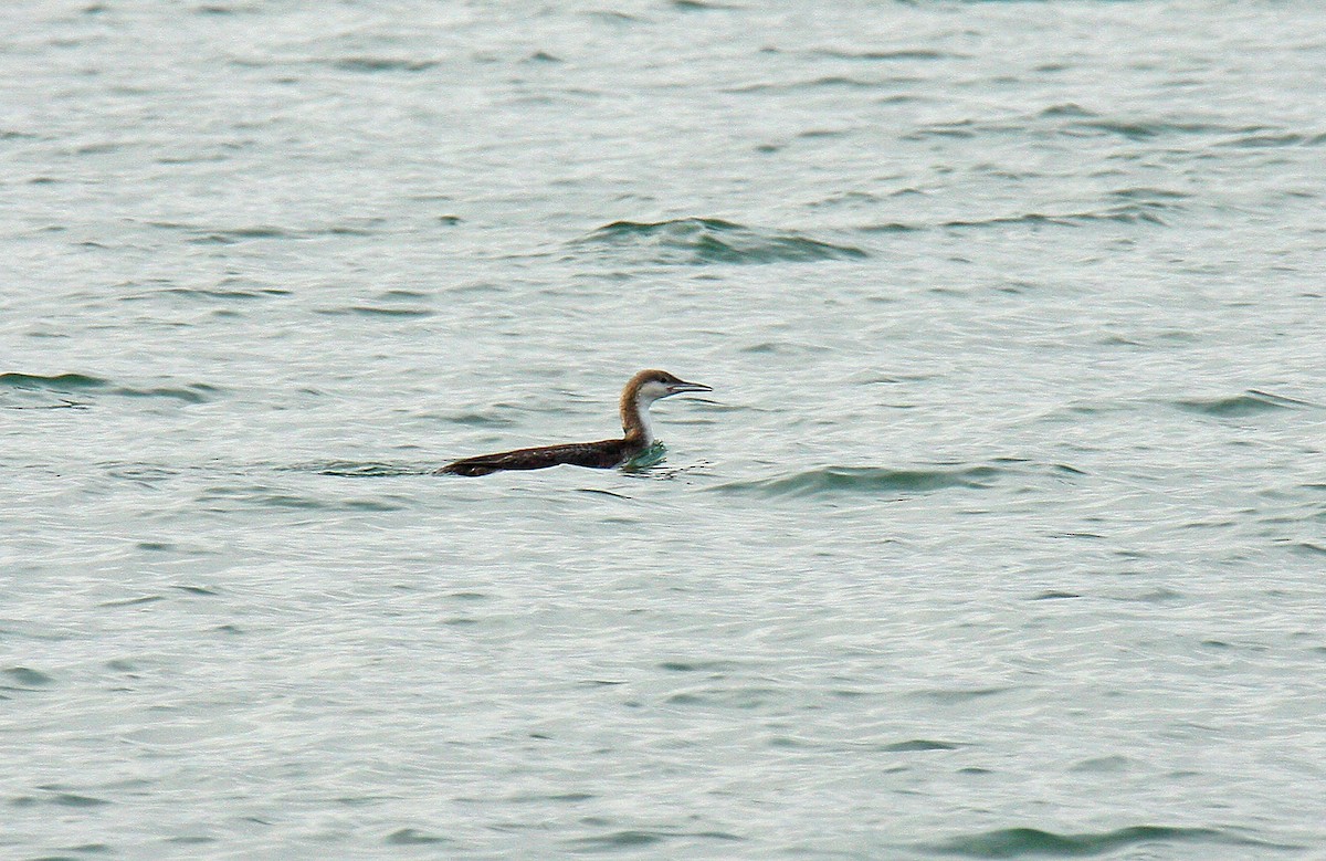 Arctic Loon - ML643636908