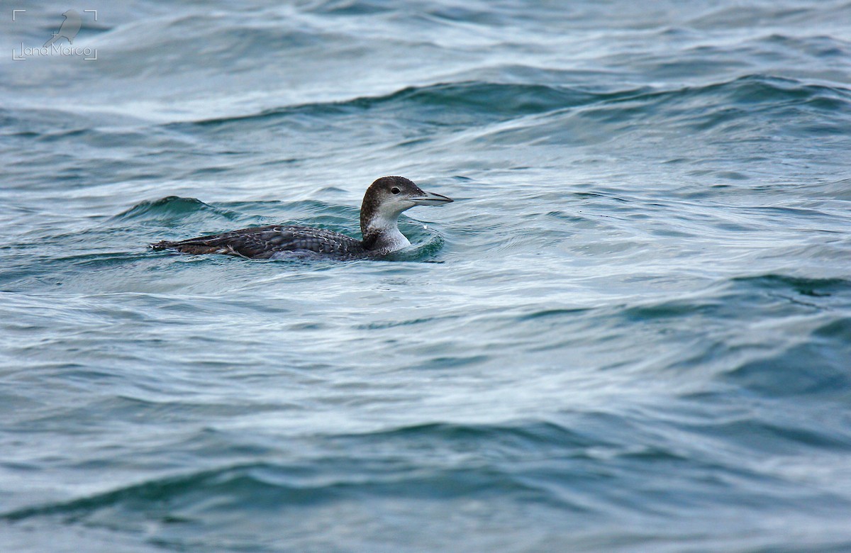 Common Loon - ML643636913