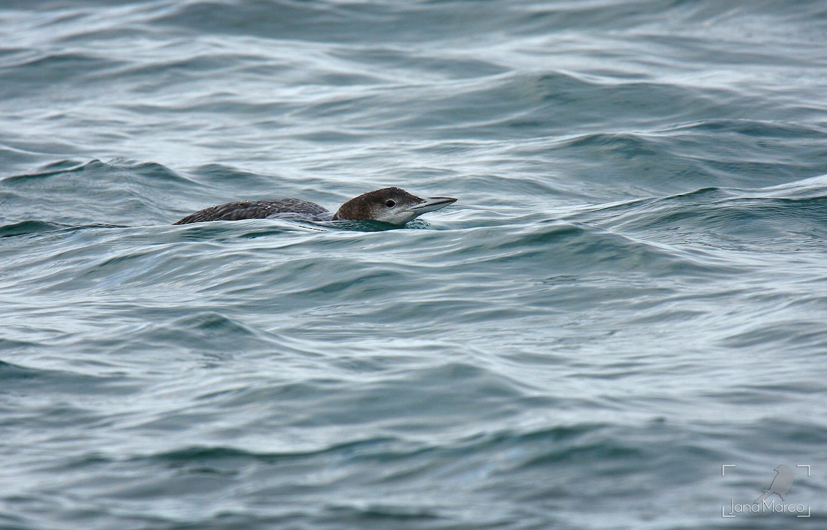 Common Loon - ML643636914