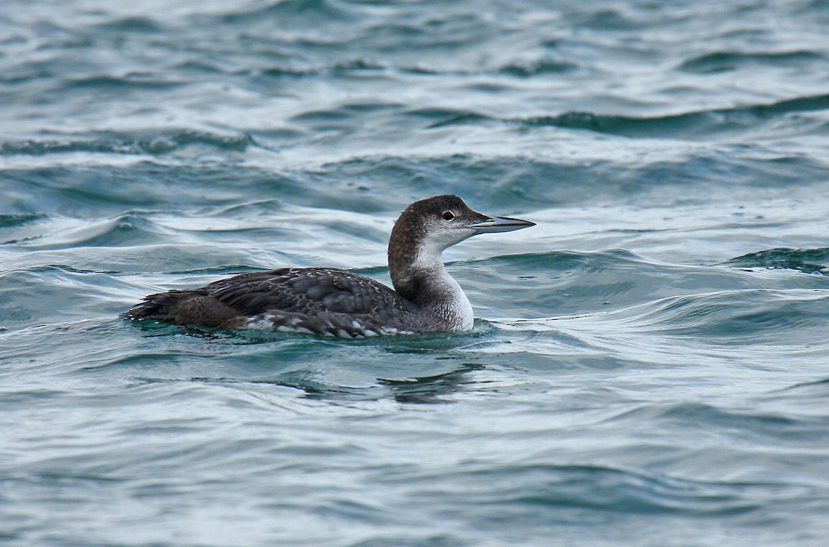Common Loon - ML643636921